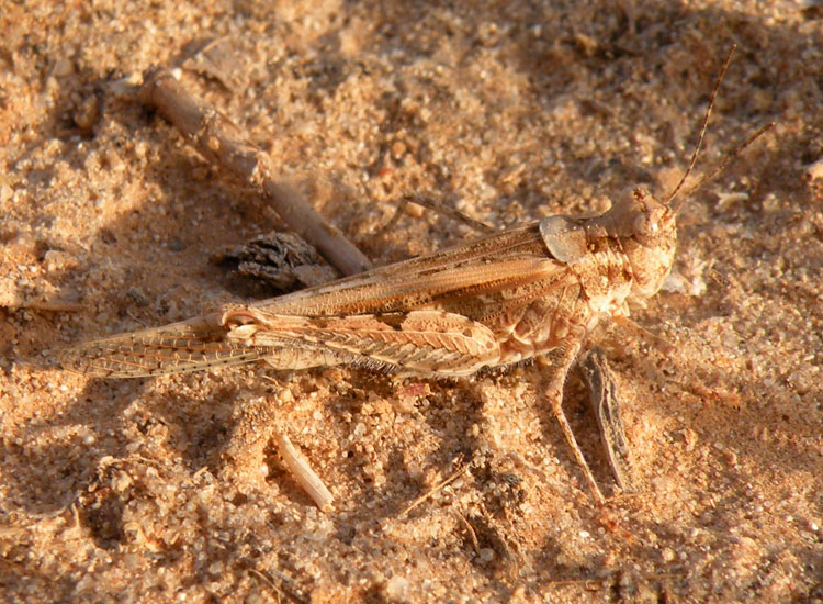 Orthoptera della Tunisia